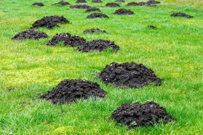 Prevent Further Damage To Your Yard