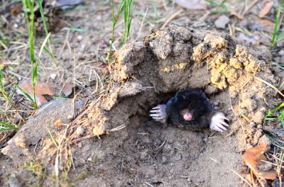 Get Effective Mole Removal