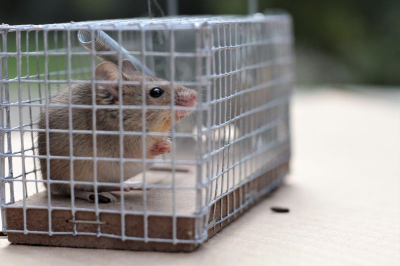 Road Kill Removal Costs — Cost of Road kill Removal