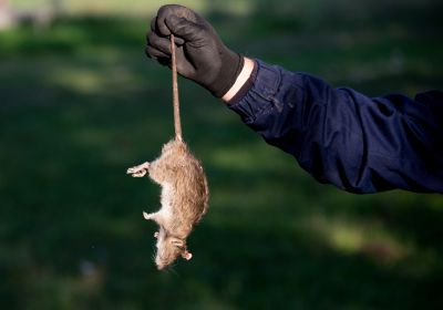 Road Kill Removal Costs — Cost of Road kill Removal