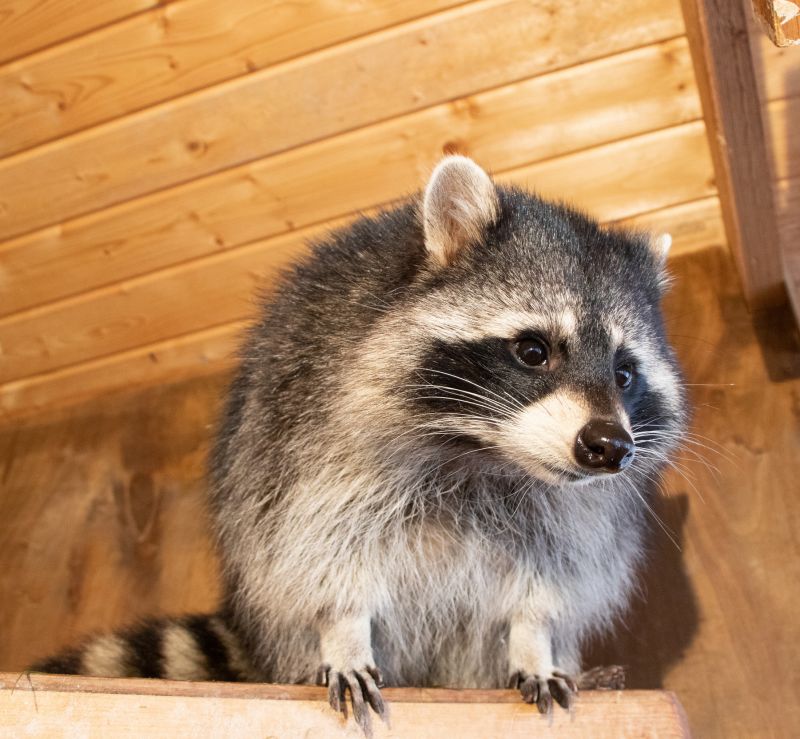 Raccoon in Attic
