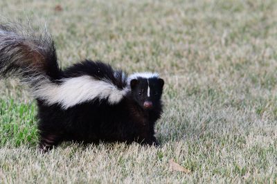 Skunk Encounter