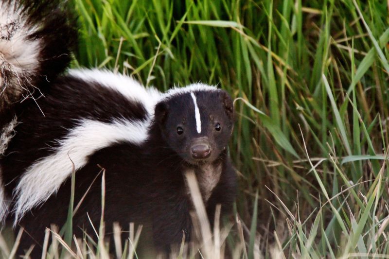 Skunk in Yard