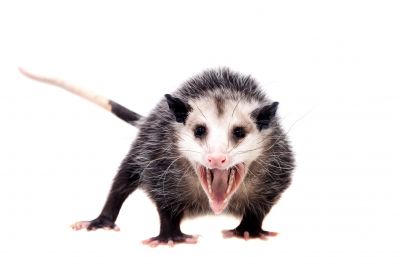 Opossums