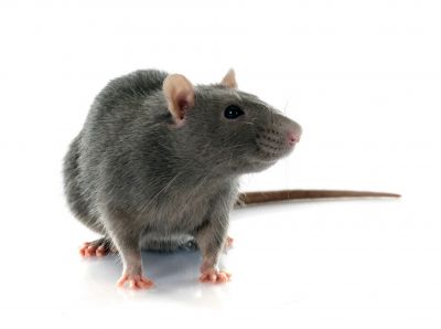 Rodents