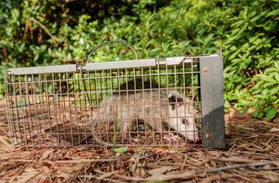 Humane Removal